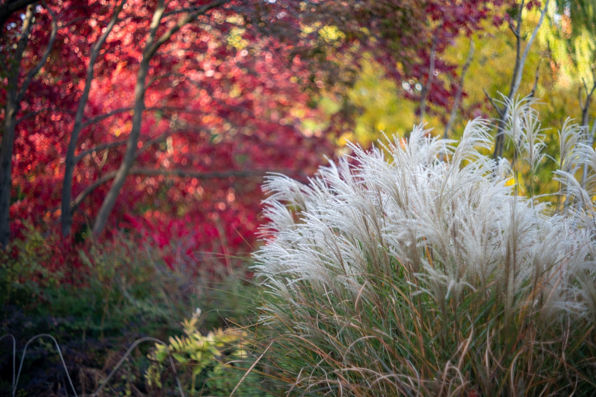 Aménagement jardin méditerranéen